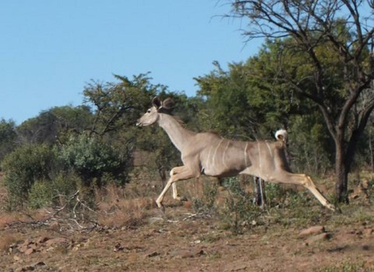 Bed and Breakfast Olive Tree Farm Magaliesburg Exterior foto