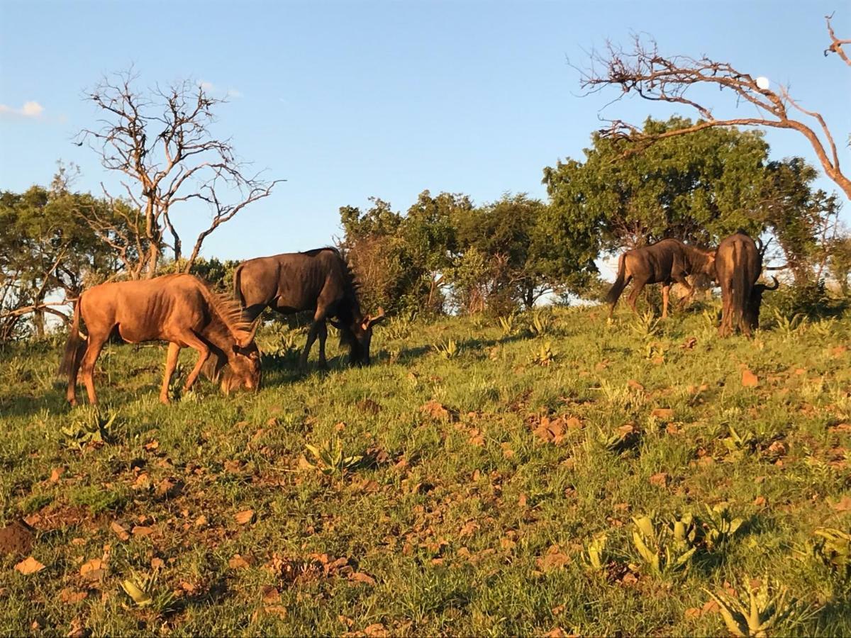 Bed and Breakfast Olive Tree Farm Magaliesburg Exterior foto